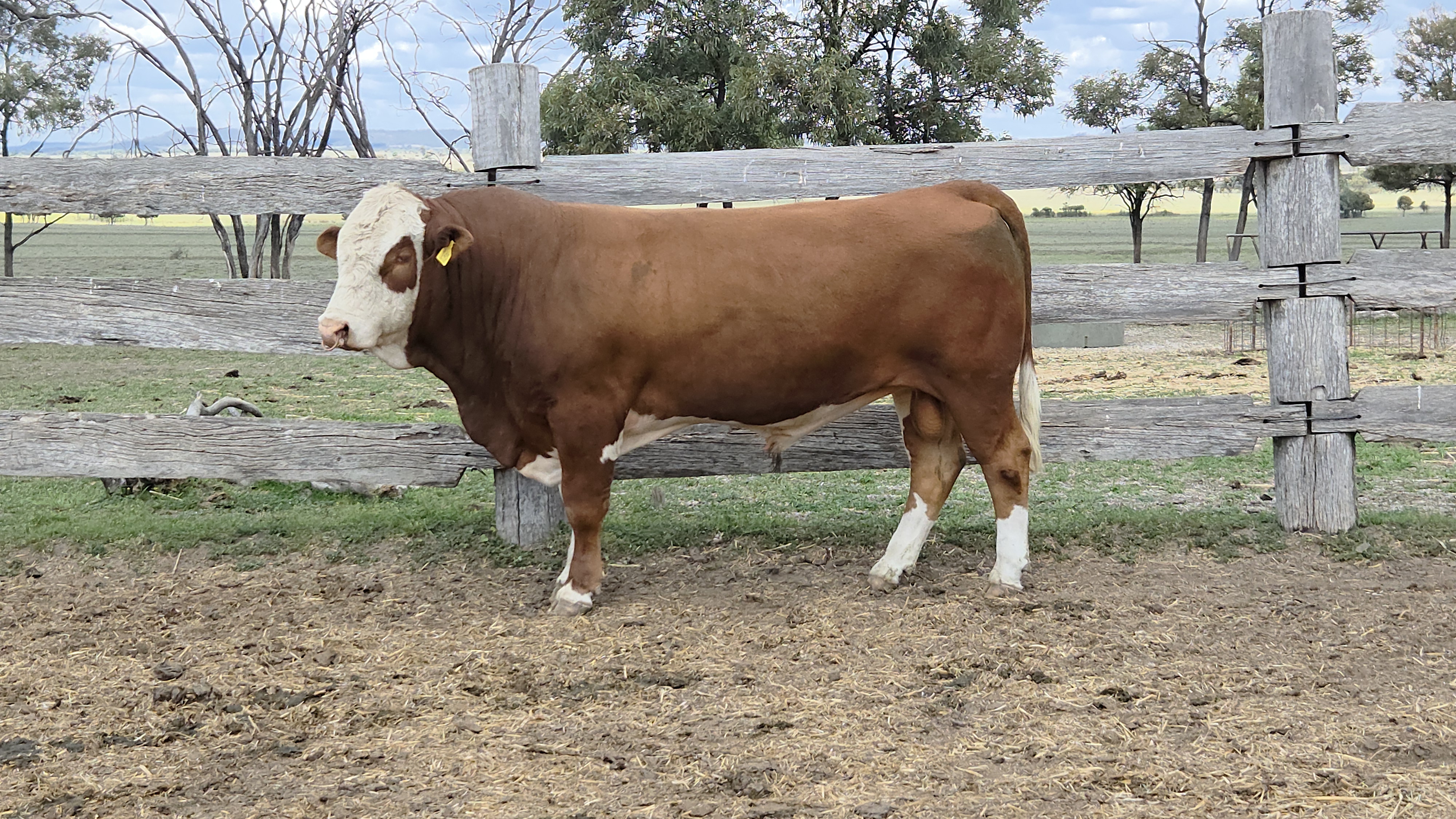 4PS Undeniabull (Sc)